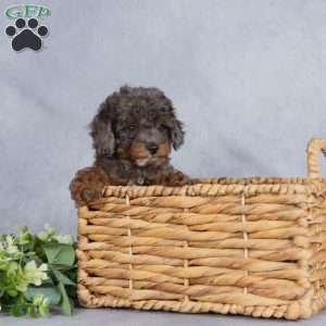 Mystery, Miniature Poodle Puppy